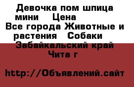 Девочка пом шпица мини  › Цена ­ 30 000 - Все города Животные и растения » Собаки   . Забайкальский край,Чита г.